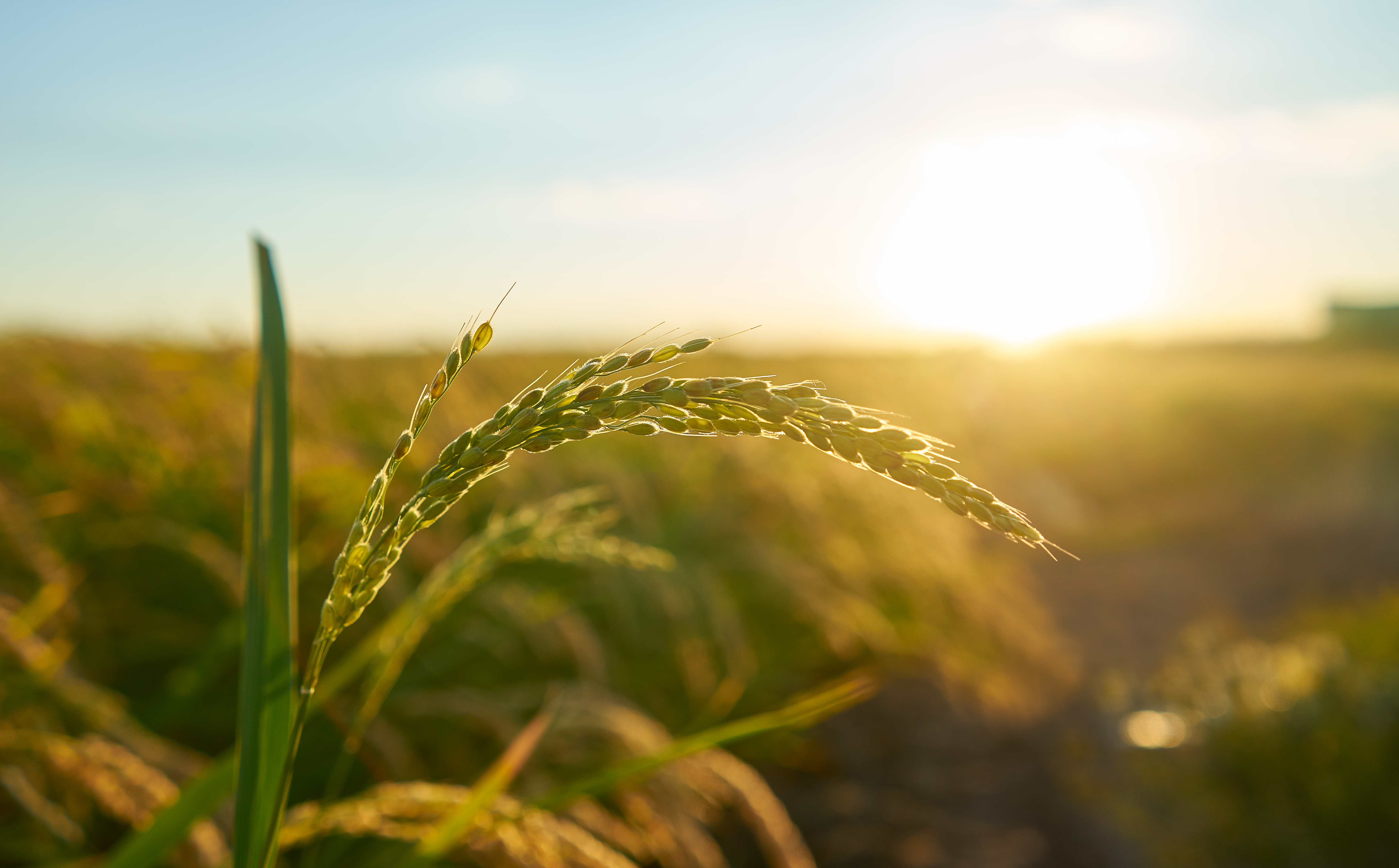 Agro Nature agricultural operations
